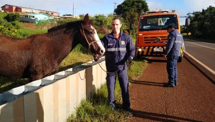 Ibema - Cavalo solto na BR 277 é capturado por bombeiros comunitários e populares